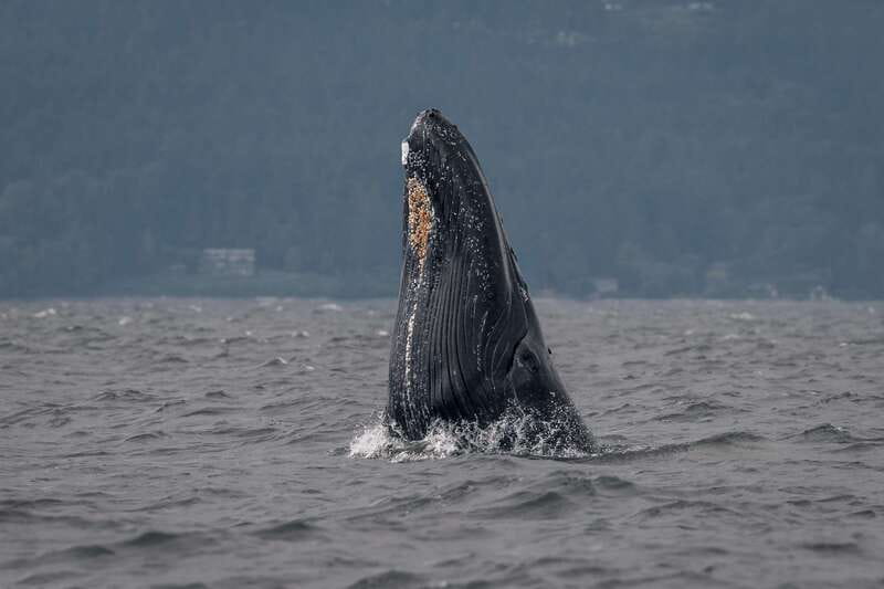Nanaimo: Whale Watching Semi-Covered Boat Tour - Cruising through the Salish Sea and Gulf Islands