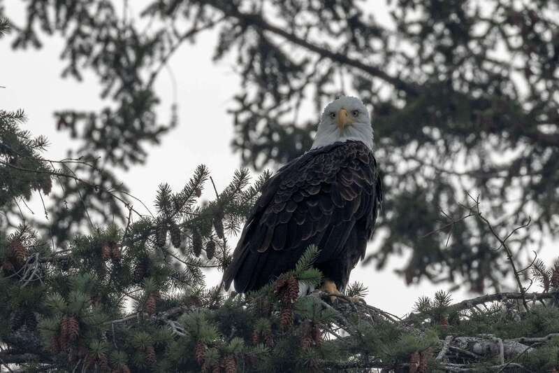 Nanaimo: Whale Watching Semi-Covered Boat Tour - Seals, sea lions, birds, and other rewards