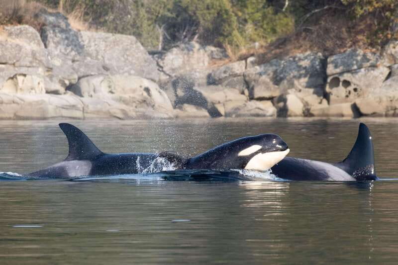 Nanaimo: Whale Watching Semi-Covered Boat Tour - Research, identification, and conservation