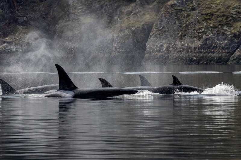 Nanaimo: Whale Watching Semi-Covered Boat Tour - What $182 gets you