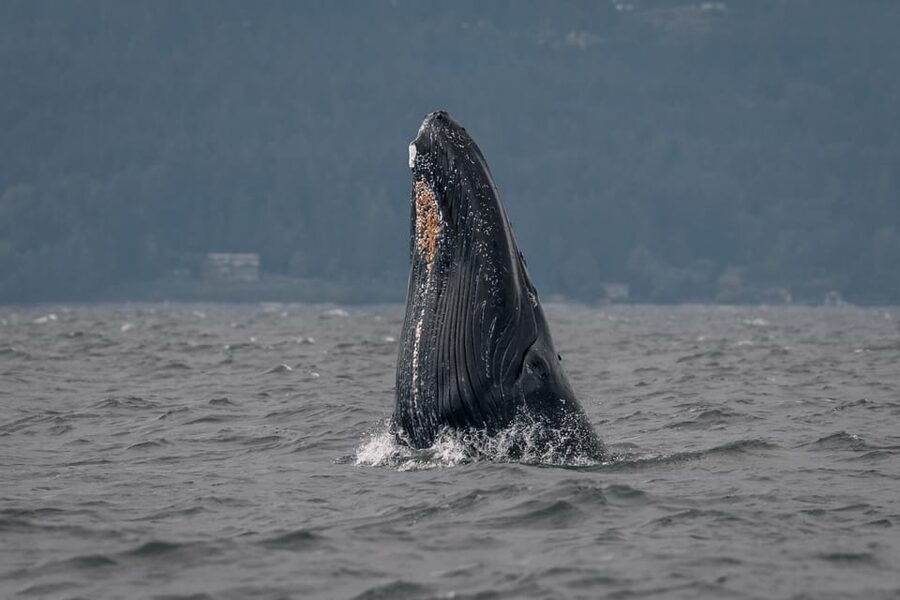 Nanaimo: Whale Watching Semi-Covered Boat Tour - Who will enjoy this trip most