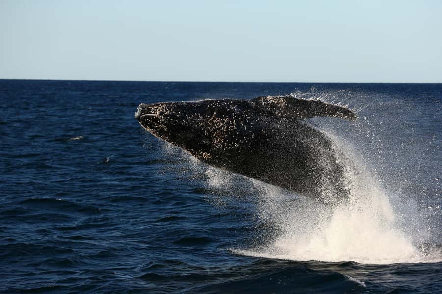 Nelson Bay: Whale and Dolphin Watching Catamaran Cruise - Leaving Dock C at Nelson Bay
