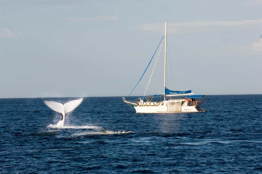 Nelson Bay: Whale and Dolphin Watching Catamaran Cruise - A 54-foot catamaran built for open views