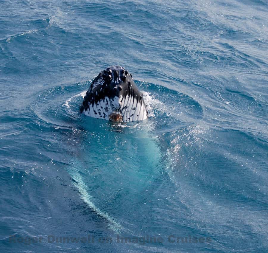 Nelson Bay: Whale and Dolphin Watching Catamaran Cruise - Dolphins, seals, seabirds, and other surprises