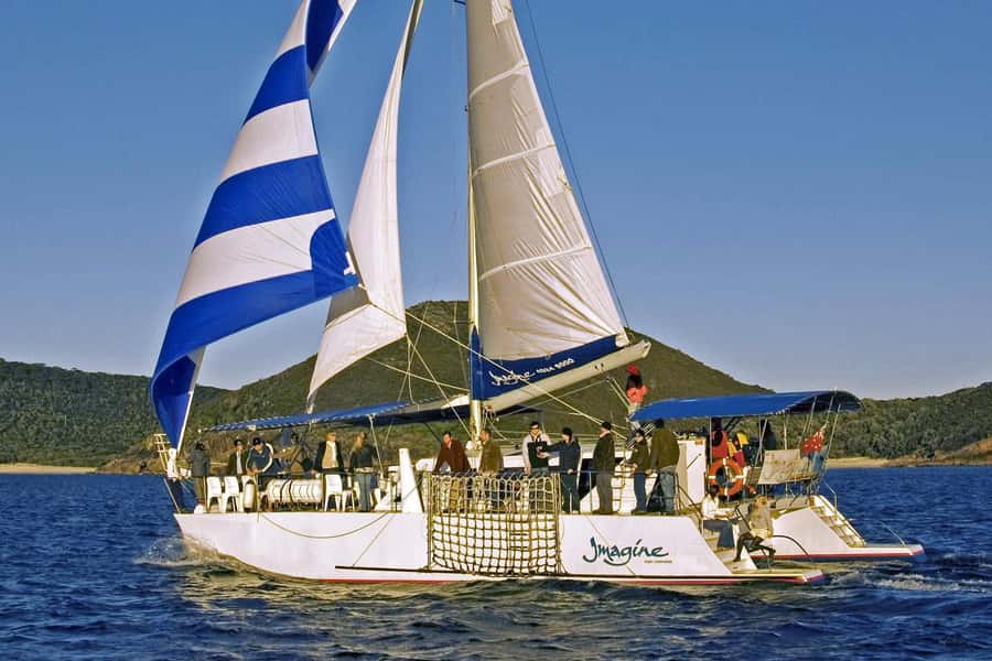 Nelson Bay: Whale and Dolphin Watching Catamaran Cruise - What the $63 price really buys you