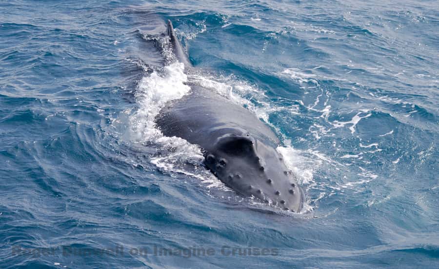 Nelson Bay: Whale and Dolphin Watching Catamaran Cruise - Three hours searching for migrating humpbacks