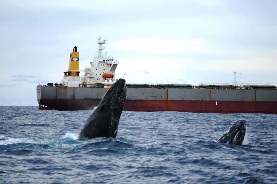 Newcastle: Humpback Whale Watching Cruise and Harbor Tour - Key points to know before you go