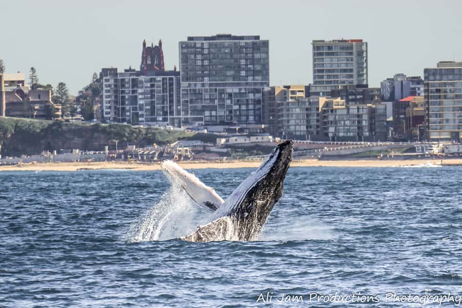 Newcastle: Humpback Whale Watching Cruise and Harbor Tour - Leaving Newcastle Harbour on a 16-meter catamaran