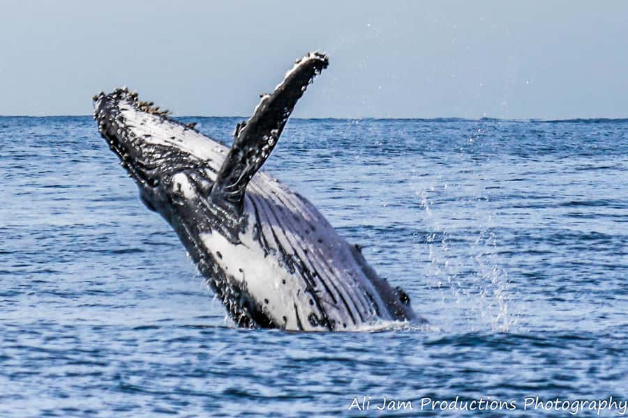 Newcastle: Humpback Whale Watching Cruise and Harbor Tour - Searching the horizon for humpback whales