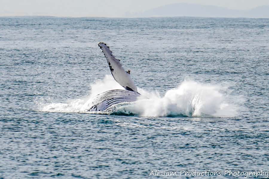 Newcastle: Humpback Whale Watching Cruise and Harbor Tour - Morning tea, afternoon tea, and drinks on board