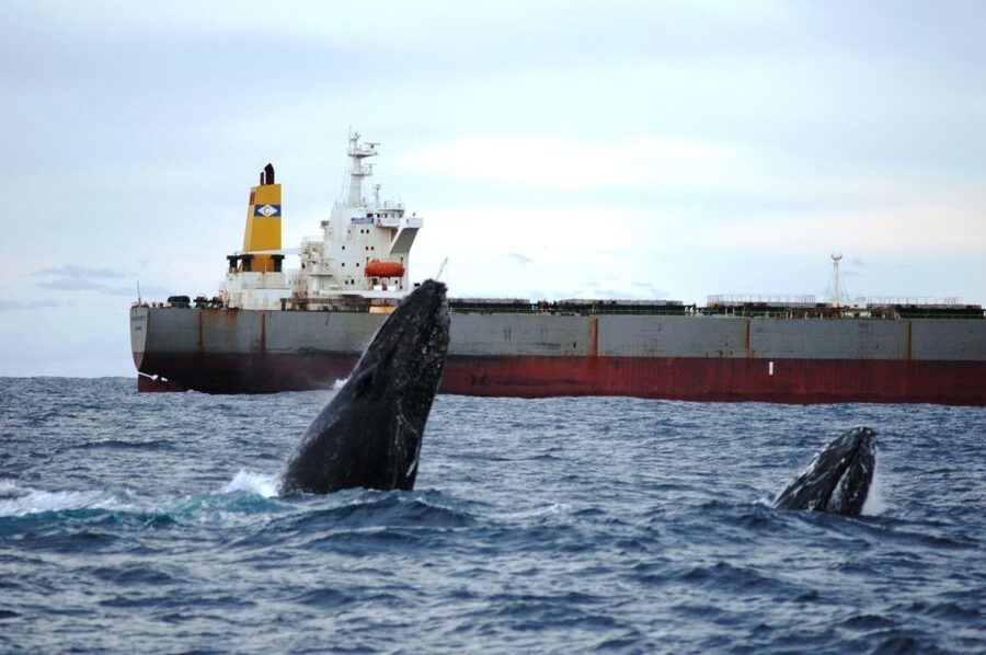 Newcastle: Humpback Whale Watching Cruise and Harbor Tour - Practical advice for a smoother outing