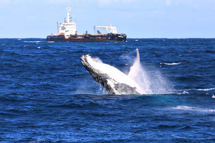Newcastle: Humpback Whale Watching Cruise and Harbor Tour - A harbor tour before the open coast