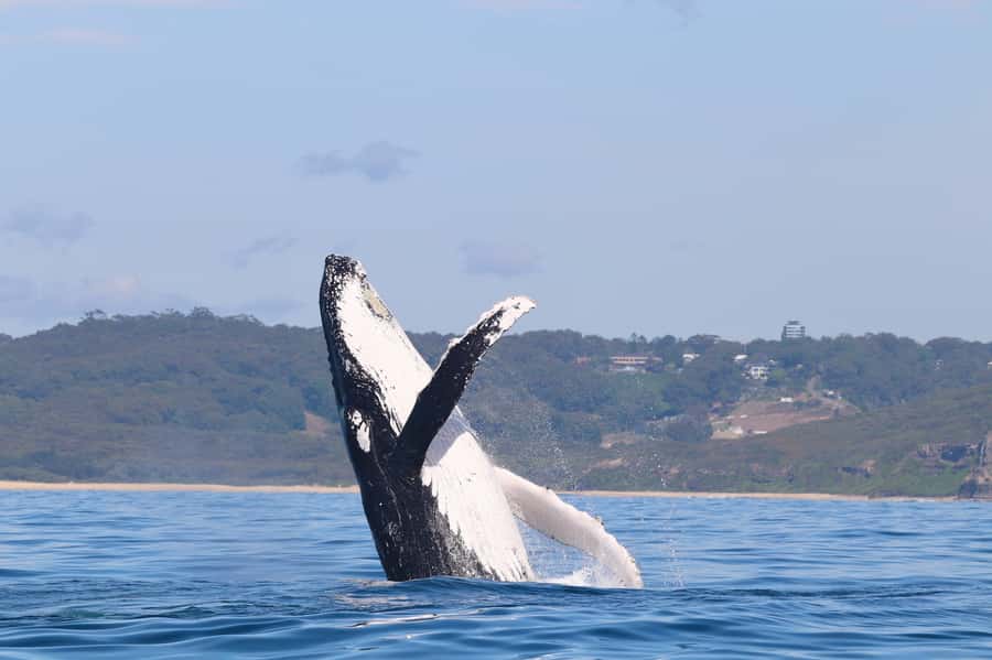 Newcastle: Small Group Humpback Whale Encounter Tour - Key points at a glance