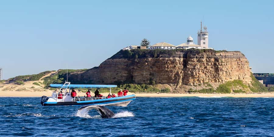 Newcastle: Small Group Humpback Whale Encounter Tour - Setting out from Honeysuckle Foreshore