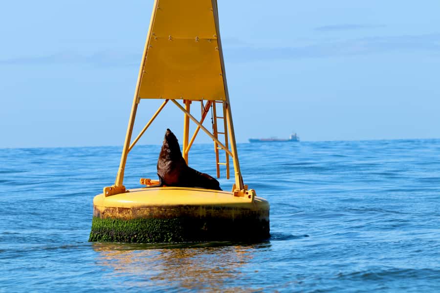 Newcastle: Small Group Humpback Whale Encounter Tour - The search for humpback whales