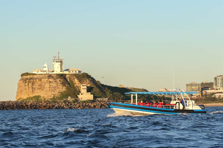 Newcastle: Small Group Humpback Whale Encounter Tour - Dolphins and fur seals add variety