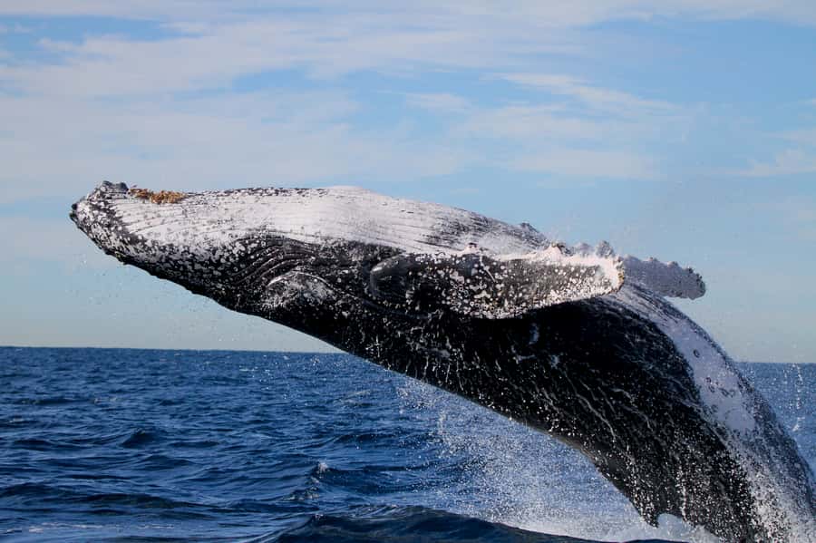 Newcastle: Small Group Humpback Whale Encounter Tour - Price and practical value at $88