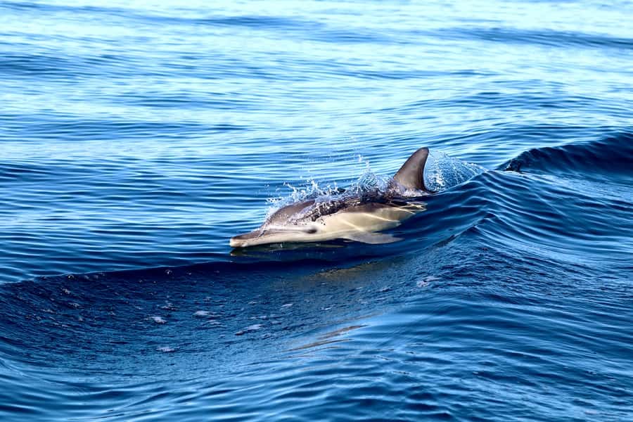 Newcastle: Small Group Humpback Whale Encounter Tour - Should you book it?