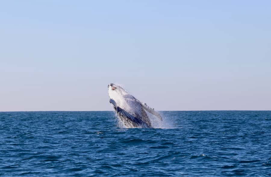 Newcastle: Small Group Humpback Whale Encounter Tour - A small boat with a big viewing advantage