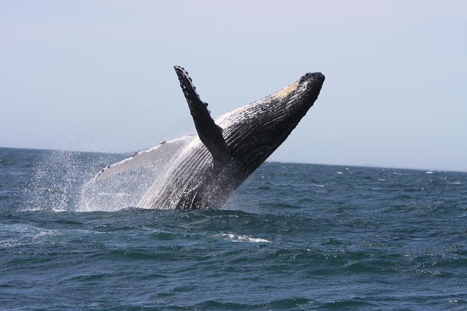 Newcastle Whale Watching Cruise - Key points at a glance