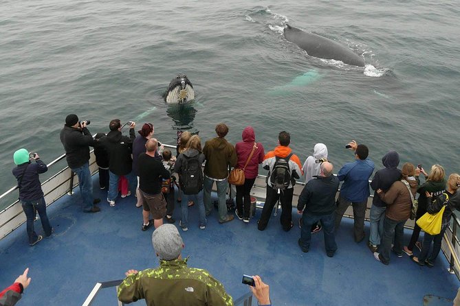 Newfoundland Puffin and Whale Watch Cruise - From Bay Bulls into Iceberg Alley