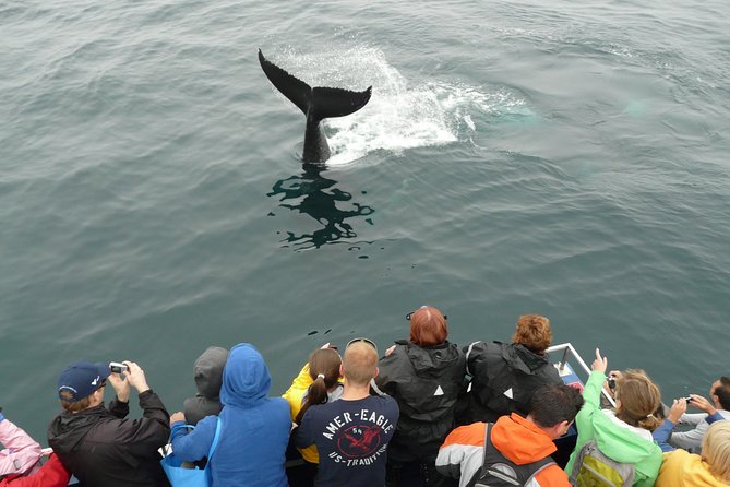 Newfoundland Puffin and Whale Watch Cruise - Stop One: Gatherall’s Puffin and Whale Watch