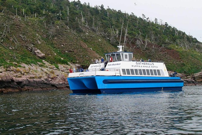 Newfoundland Puffin and Whale Watch Cruise - Whale Watching Without False Promises