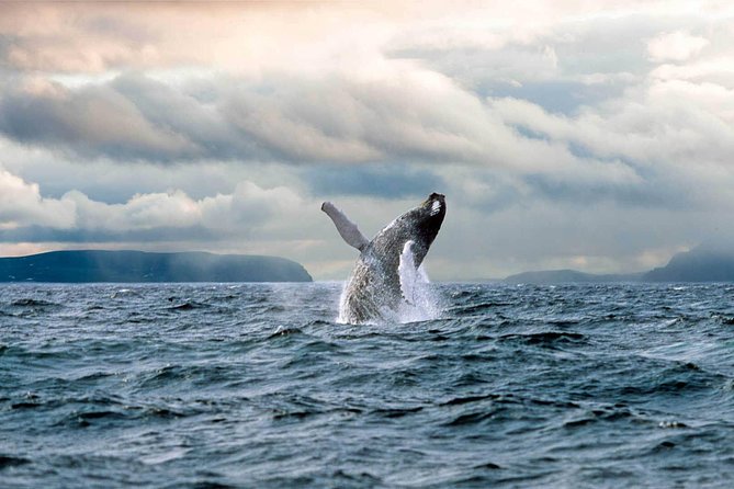 Newfoundland Puffin and Whale Watch Cruise - Newfoundland Stories, Songs, and the Screech-In