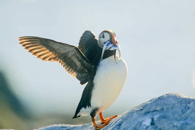 Newfoundland Puffin and Whale Watch Cruise - How the Price Works at CA$94.06