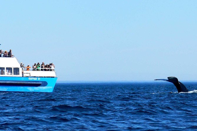 Newfoundland Puffin and Whale Watch Cruise - Group Size, Comfort, and the Best Place to Stand