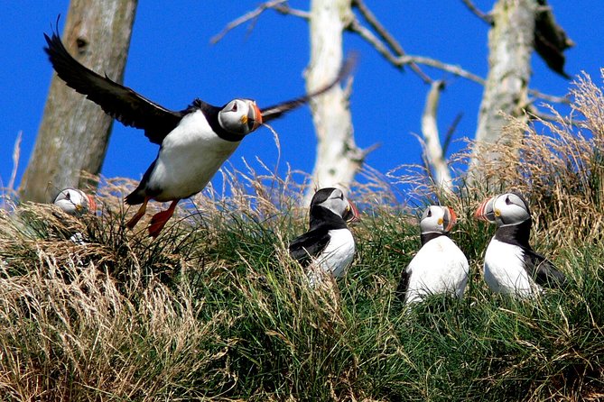 Newfoundland Puffin and Whale Watch Cruise - The Best Time to Go