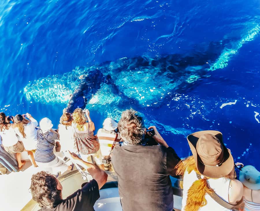 Newport Beach: 2-Hour Whale Watching Tour - Key points to know before you go