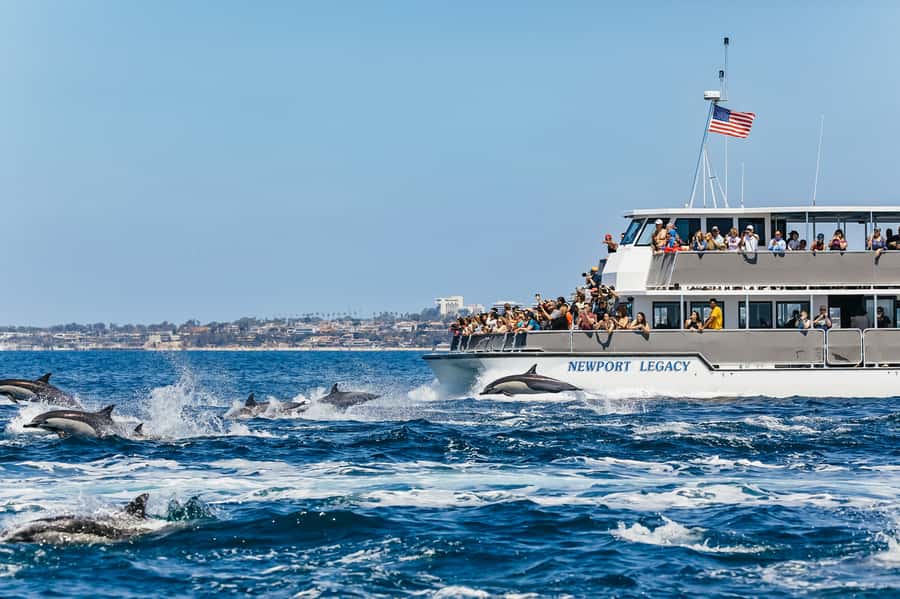 Newport Beach: 2-Hour Whale Watching Tour - Newport Beach whale watching for $27