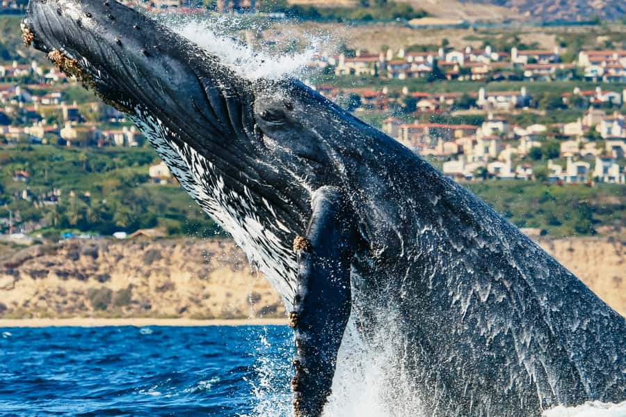 Newport Beach: 2-Hour Whale Watching Tour - Balboa Island and the first harbor views