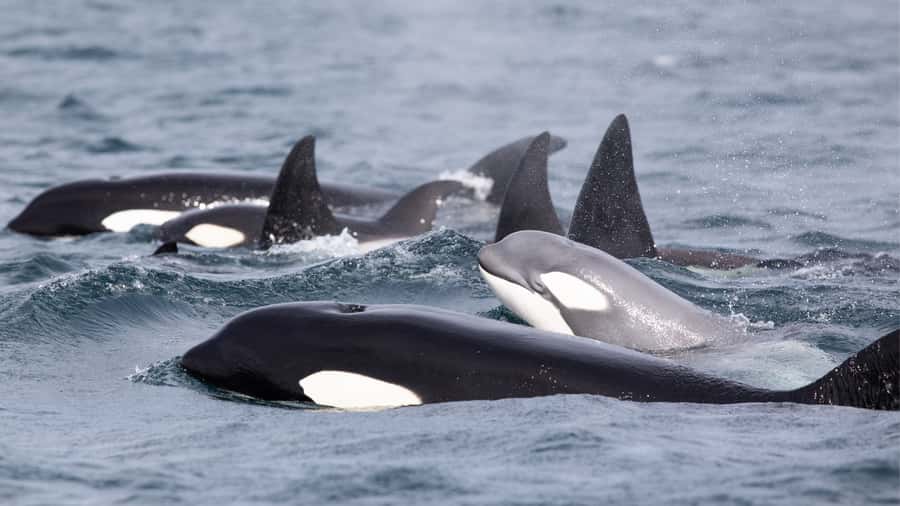 Newport Beach: 2-Hour Whale Watching Tour - Two hours offshore with whales, dolphins, and sea lions