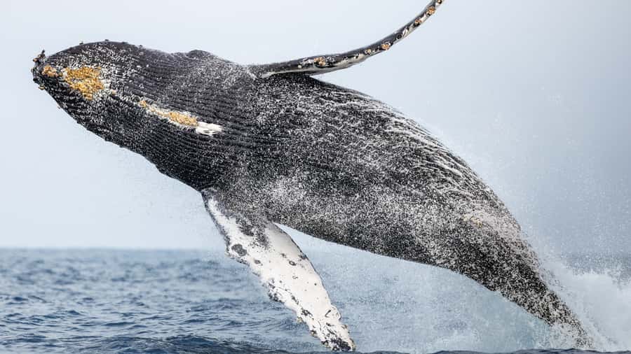 Newport Beach: 2-Hour Whale Watching Tour - The crew can make a quiet day worthwhile