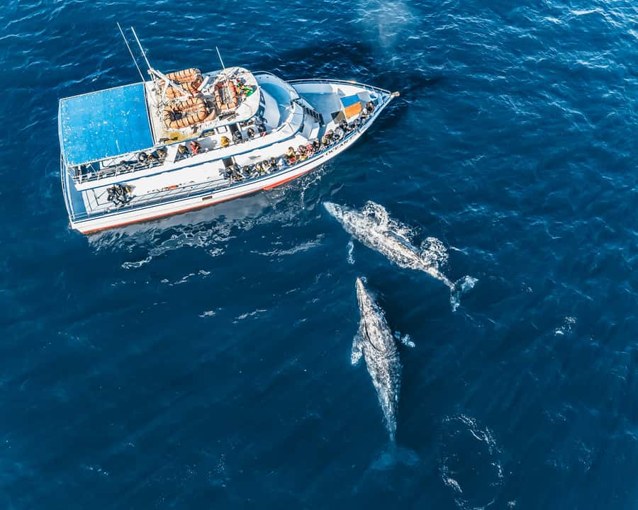 Newport Beach: 2-Hour Whale Watching Tour - Laguna Beach and The Wedge on the return