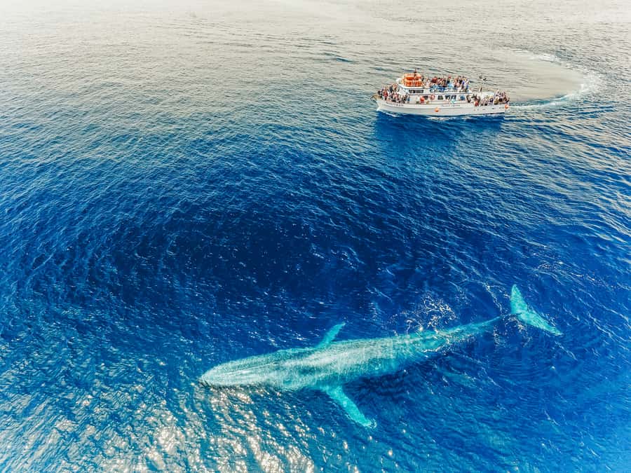 Newport Beach: 2-Hour Whale Watching Tour - What to bring and what costs extra
