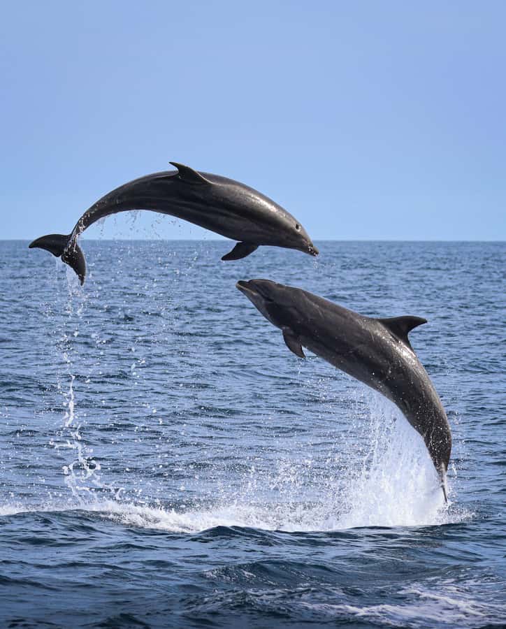 Newport Beach: 2-Hour Whale Watching Tour - Starting at Balboa Pavilion