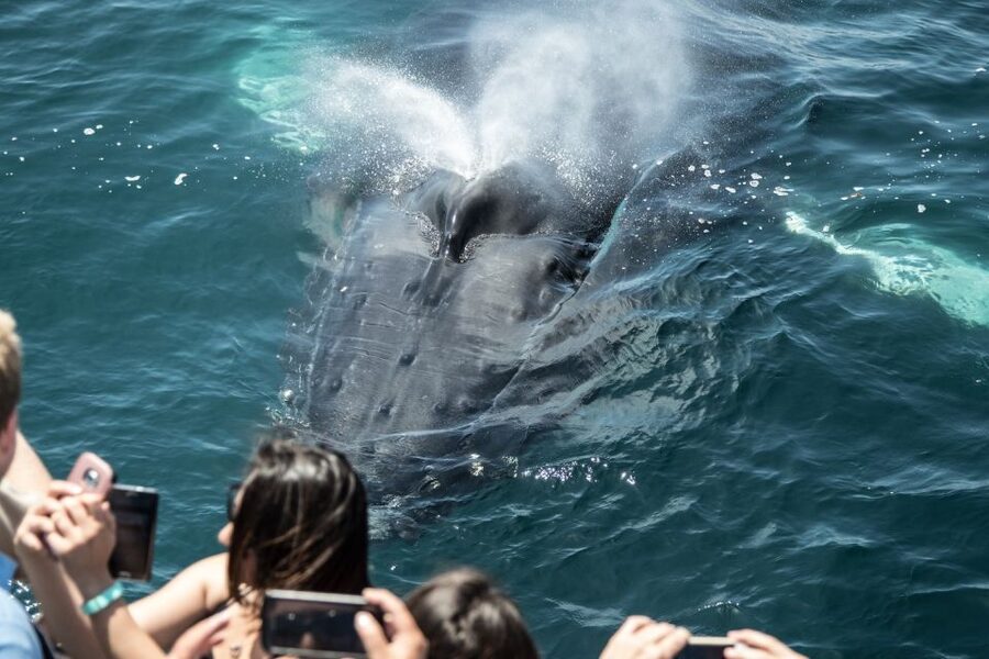 Newport Beach: Luxury Whale Watching Catamaran Cruise - Key points to know before you book