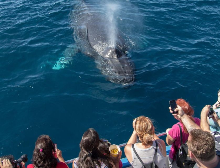 Newport Beach: Luxury Whale Watching Catamaran Cruise - The route along Newport Beach’s coast