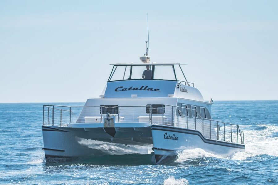 Newport Beach: Luxury Whale Watching Catamaran Cruise - What you might see in 150 minutes