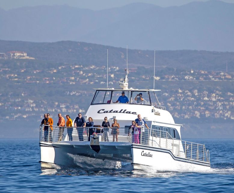 Newport Beach: Luxury Whale Watching Catamaran Cruise - How the price compares with the experience