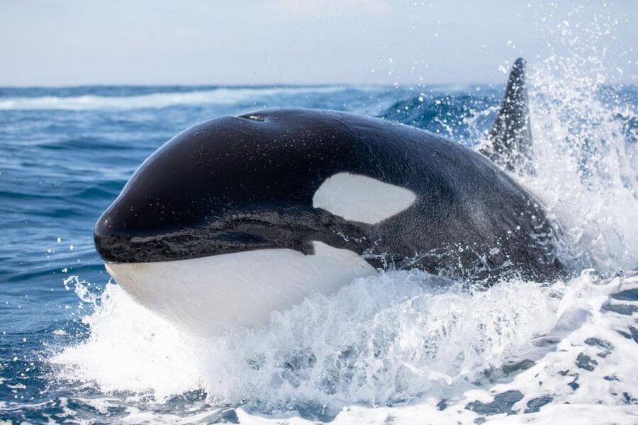 Newport Beach: Luxury Whale Watching Catamaran Cruise - Who will enjoy this cruise most