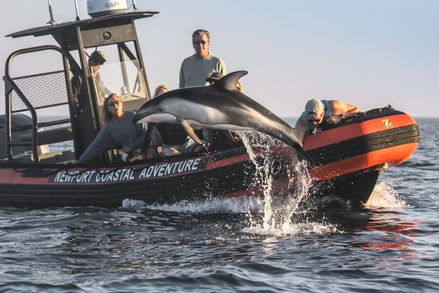 Newport Beach: Ultimate Whale Watching Adventure - Key points to know before booking