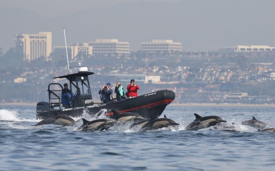 Newport Beach: Ultimate Whale Watching Adventure - Setting out from Newport Landing Cruises