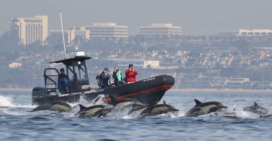 Newport Beach: Ultimate Whale Watching Adventure - The first part of the cruise: coastal views and the search