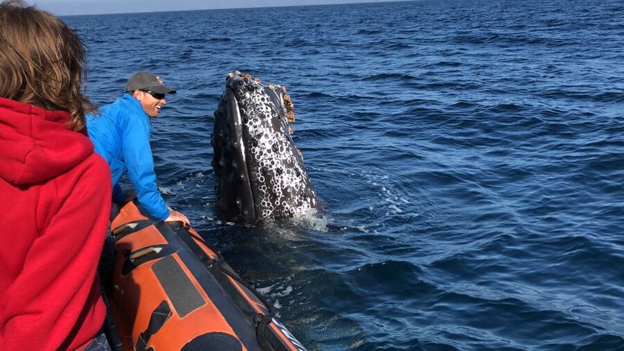 Newport Beach: Ultimate Whale Watching Adventure - Who will enjoy this Newport Beach cruise?