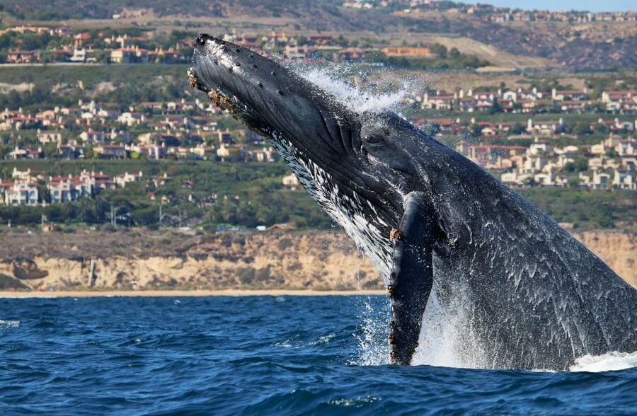 Newport Beach: Ultimate Whale Watching Adventure - Why the 15-seat boat changes the experience