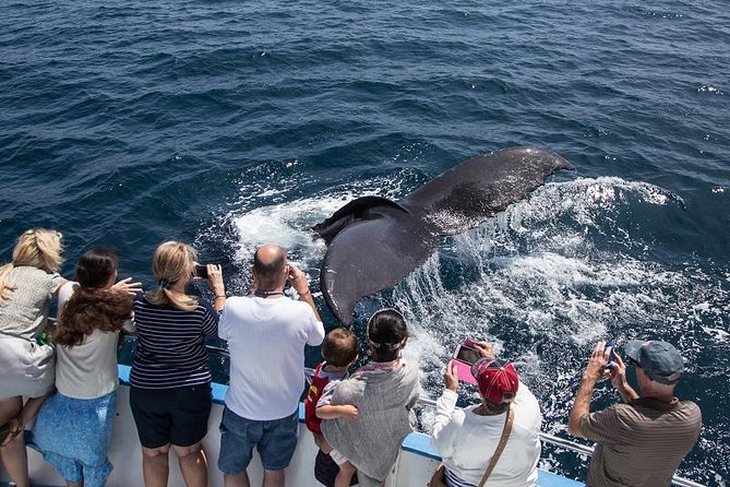 Newport Beach: Whale and Dolphin-Watching Cruise - Why Newport Harbor is a good place to search for whales